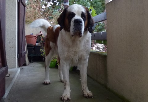 Licia des Montagnes Ensablées