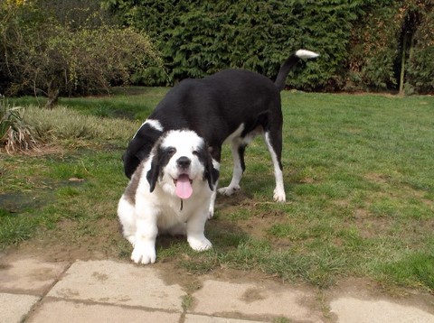 Xionara v.`t Beukeböschke (2 M.) avec Samson