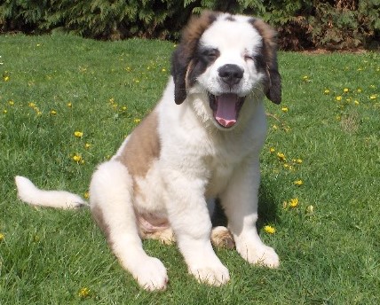 Xionara Vaya v.`t Beukeböschke 3 M.