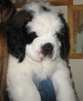 Xionara Vaya v.`t Beukeböschke